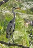 Grey Heron