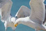 Seagulls fighting over food