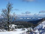 Black Forest early Winter