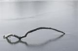 On the Ice