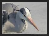 Blue Heron spying for Prey