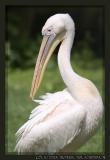 Pelican, preening