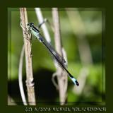 Blue-tailed Damselfly (Ischnura elegans)