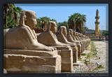 Alley of Sphinxes at Luxor Temple