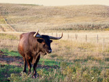 LONGHORN.JPG