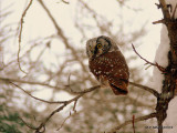 BOREAL OWL-LOOK BACK.JPG