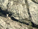 STONE SHEEP #1.JPG