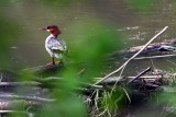 MERGANSER THROUGH FOLIAGE.JPG