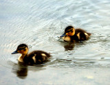 MALLARD DUCKLINGS.JPG