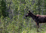 CARIBOU 6.jpg