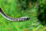 GARTER SNAKES
