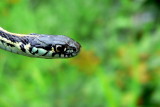PLAINS GARTER 1.JPG