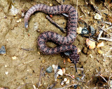 BABY RATTLER.JPG