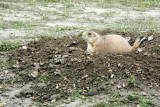 BLACK-TAILED ON ALERT.JPG