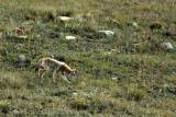 COYOTE.jpg