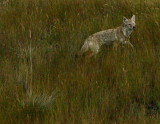 COYOTE.jpg