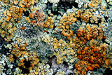 EXUBERANT LICHENS.JPG