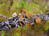 DECORATED BRANCH.JPG