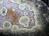 LICHEN MAPJPG