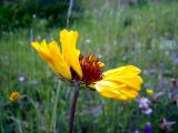 GAILLARDIA BROKEN BLOSSOM.JPG