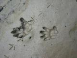 MACAQUE HAND AND FOOTPRINT.JPG