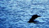 LOON.JPG