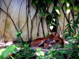 DHOLE #2.JPG