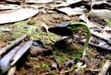 SHEDDING THE SEED SHEATH