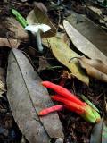 FOREST FLOOR