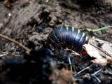 PILL MILLIPEDE