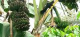 PREVOSTS SQUIRREL IN BANANA GROVE