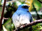 INDIGO FLYCATCHER