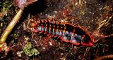TRILOBITE BEETLE