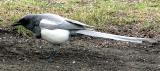LEUCISTIC  MAGPIE #2