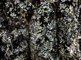 LICHENS ON ASPEN.JPG