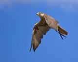 Falcon Flight