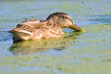 Foraging Mallard