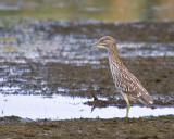 Improbable Heron