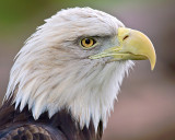 Majestic Eagle