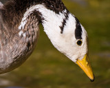 Posing Goose