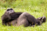 Lounging Gorilla