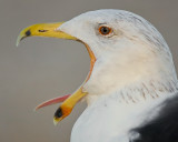 Expressive Gull