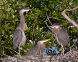 Juvenile Blue Herons