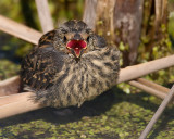 Baby Red-winged Blackbird