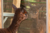 Baby Reflection