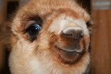 Happy Alpaca