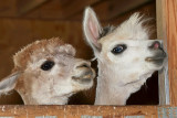 Grinning Alpacas