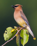 Cedar Waxwing