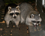 Curious Raccoons