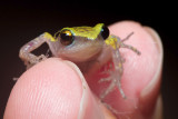 Tiny Tree Frog